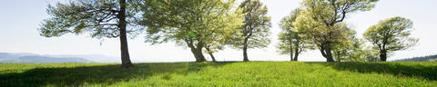 brand-communication-global-vs-local-header-3840x768px-5to1