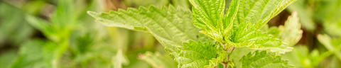 brand-language-header-3840x768px-5to1