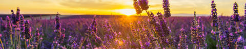 product-brands-header-3840x768px-5to1